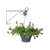 wall_hook_elegance__anthracite_scaevola_aemula.c1